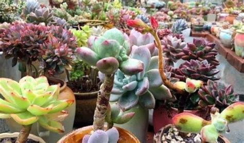 饿土命的人生活中忌讳什么?,第2张 饿土命的人生活中忌讳什么?,第2张